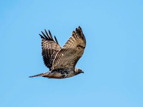 Red-tailed hawk juvenile Stock Photos