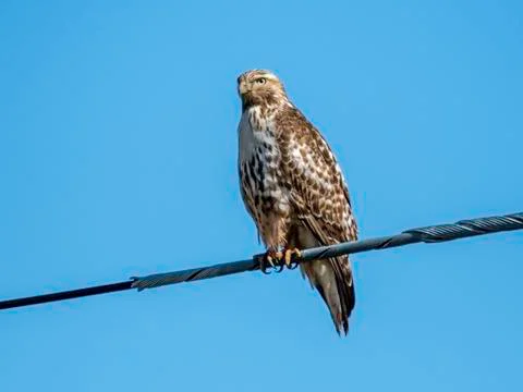 Red-tailed hawk juvenile Stock Photos