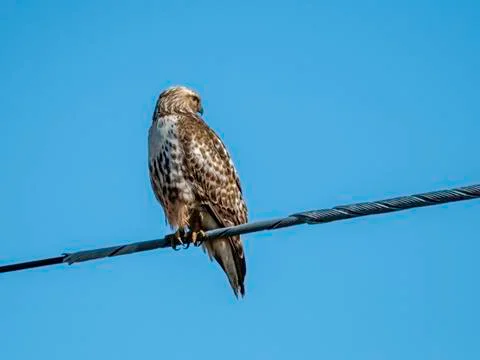 Red-tailed hawk juvenile Stock Photos