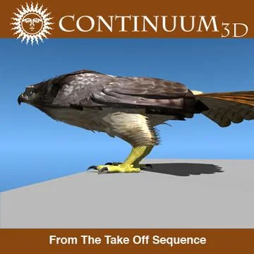 3D Model: Red Tailed Hawk - Landing Morph sequence #91489371
