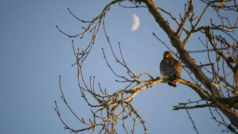 Red-tailed hawk looking at the camera from a branch under the moon. Foto stock