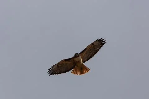 Red tailed hawk looking at the camera from the sky above Stock Photos