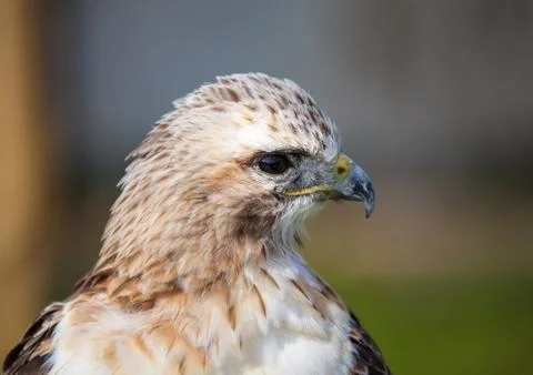 Red tailed hawk looking Stock Photos
