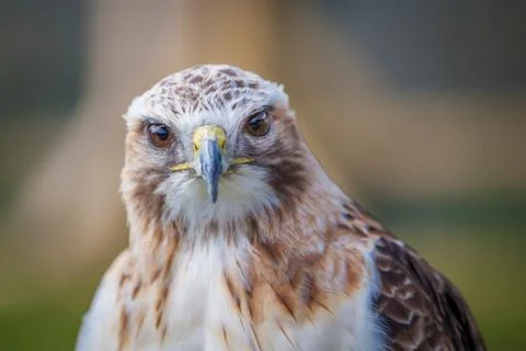 Red tailed hawk looking straight on Foto stock