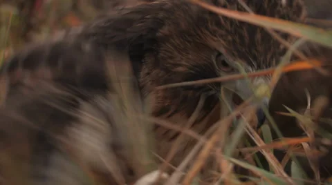 Red Tailed Hawk with Meal Stock Footage 33581251
