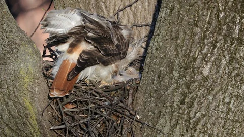 Red-tailed Hawk nest Stock Footage 128462387