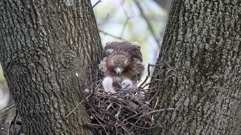 Red-tailed Hawk nest Stock Footage 152496137