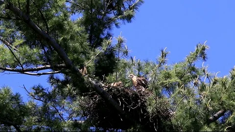 Red-tailed Hawk Nestling Pooping From Nest Stock Footage 109419989