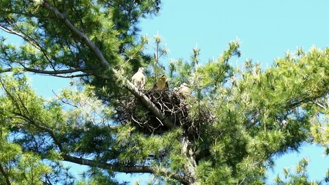 Red-tailed Hawk Nestlings Watching Parent Flying Away Stock Footage 109363024
