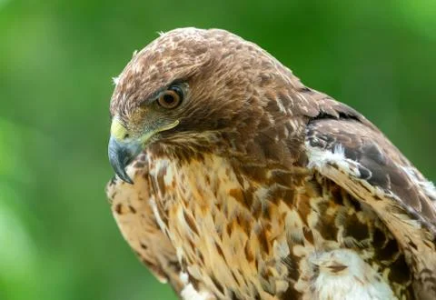 Red-tailed hawk or Buteo jamaicensis close-up portrait Stock Photos