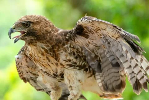 Red-tailed hawk or Buteo jamaicensis close-up portrait Stock Photos