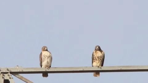 Red-tailed Hawk pair on electrical tower flying away and back 動画素材 98155247