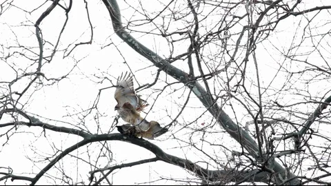 Red Tailed Hawk Pair Mating on Tree | Stock Video | Pond5