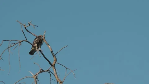 Red-tailed Hawk Perched in a Bare Tree in Sacramento Stock Footage 313815814