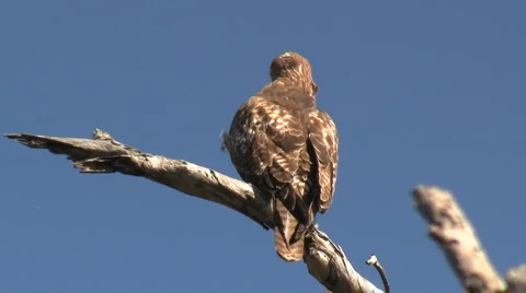 Red Tailed Hawk Perched On Branch Stockbeeldmateriaal 988526