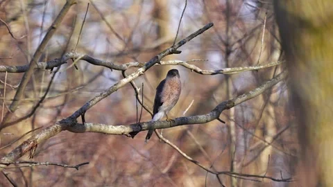 Red Tailed Hawk Perched on a Branch Stock-Footage 278175889