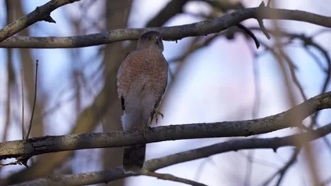 Red Tailed Hawk Perched on a Branch Then Flys Away Stock-Footage 278175929