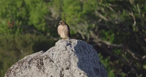 Red-Tailed Hawk Perched on Coastal Rock at Sunrise Stock Footage 323474563