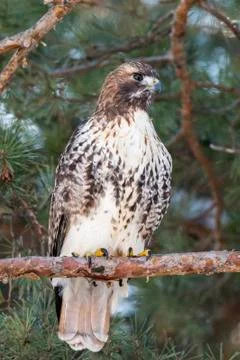 Red-tailed Hawk perched in a pine tree Stock-Fotos