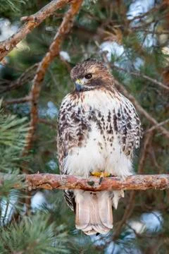 Red-tailed Hawk perched on a pine tree branch Stock-Fotos