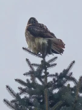 Red Tailed Hawk Perched On Spruce Tree Stock Photos