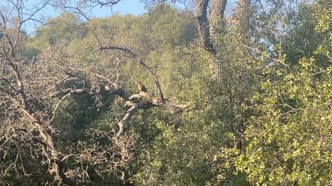 Red-tailed Hawk perched in tree Stock Footage 169670337