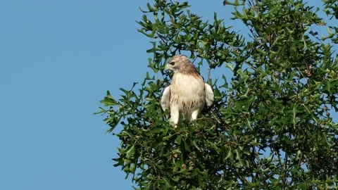 Red Tailed Hawk Perched on Tree then Flies Away Stock-Footage 171690890