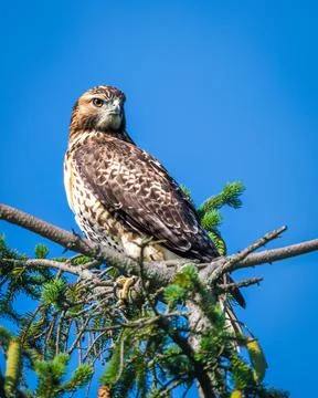 Red-tailed hawk perched on a tree branch against a clear blue sky. 스톡 사진