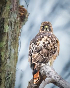 Red-tailed hawk perched on a tree branch 스톡 사진