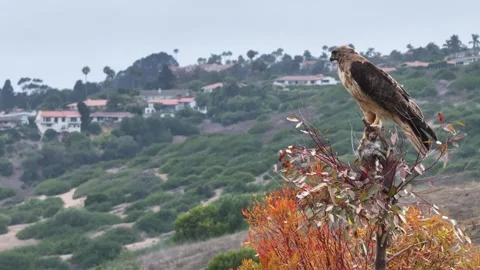 Red tailed hawk perched on a treetop in the countryside Stock Footage 337143982