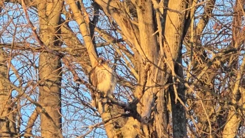 Red-tailed hawk perched in winter tree Stock Footage 340046808