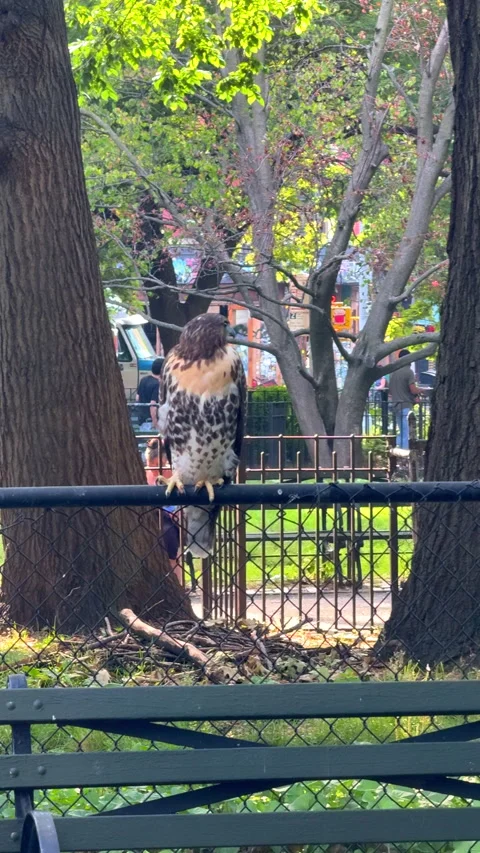A Red-Tailed Hawk perches on park fence at Tompkins Square in New York City Stock Footage 280317966