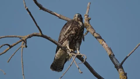 Red tailed hawk perches on a weathered branch and screeches Stock Footage 327765310