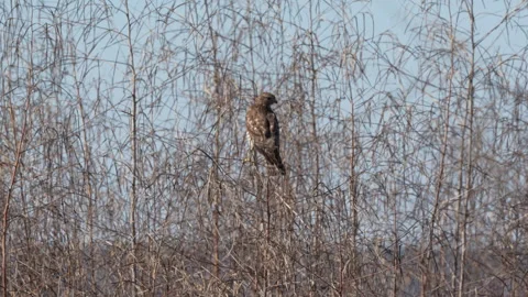 RED-TAILED HAWK PERCHING Stock Footage 289921388