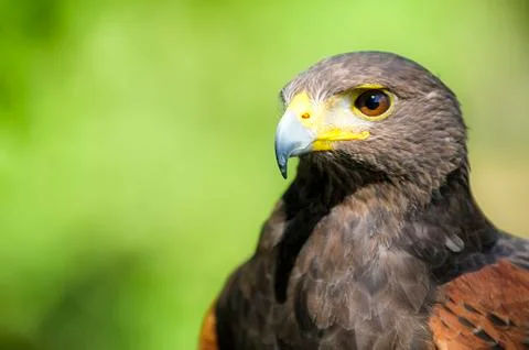 Red-tailed hawk Stock Photos