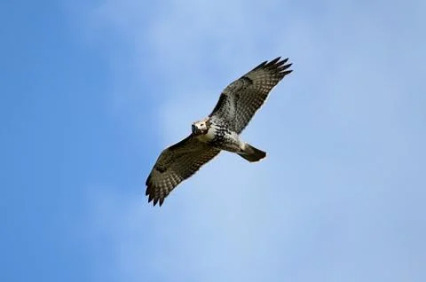 Red-tailed hawk Stock Photos