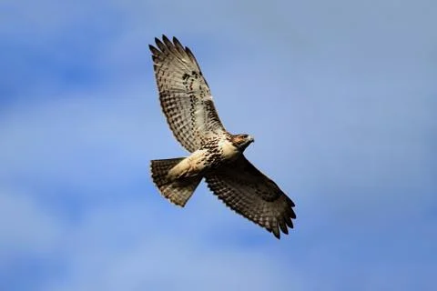 Red-tailed hawk 写真素材