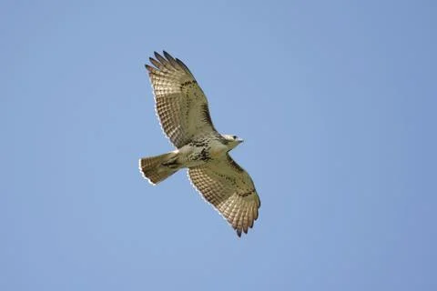 Red-tailed hawk Stock Photos