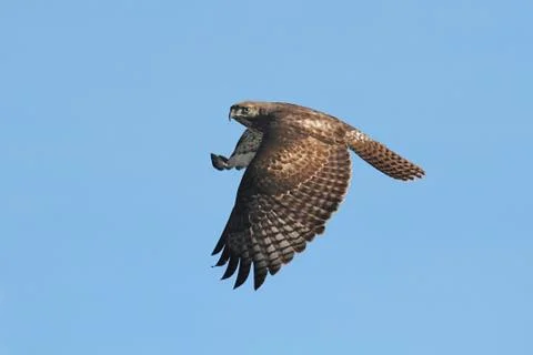 Red-tailed hawk Stock Photos