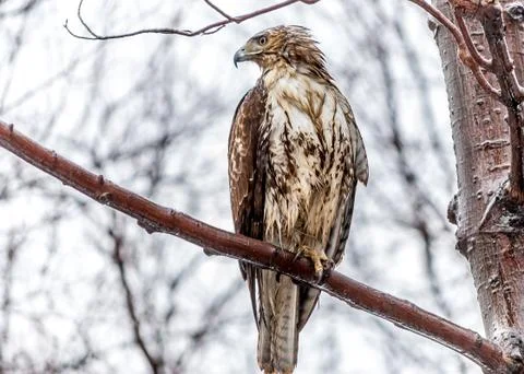 Red-tailed hawk Stock Photos