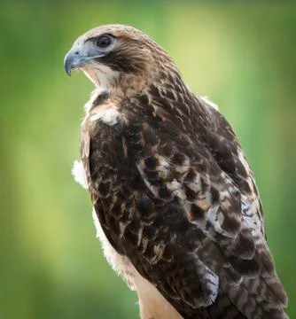 Red-tailed hawk Stock Photos