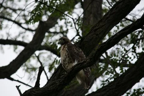 Red tailed hawk Stock Photos