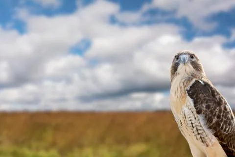 Red-tailed hawk Stock Photos