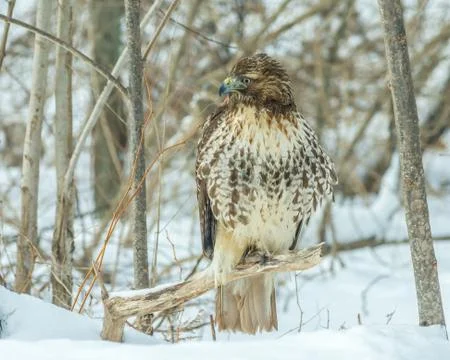 Red-tailed Hawk Stock Photos