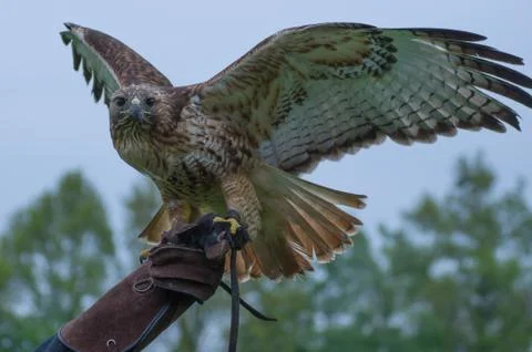Red-tailed hawk Stock Photos