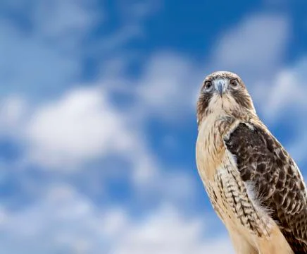Red Tailed Hawk Stock Photos