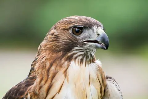 Red Tailed Hawk Stock Photos