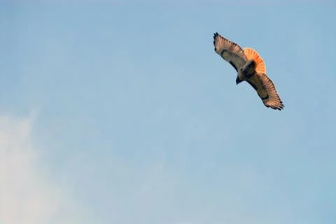 Red-tailed Hawk Stock Photos