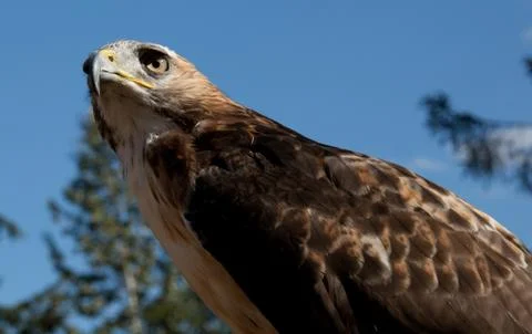 Red Tailed Hawk Stock Photos