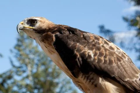Red Tailed Hawk Stock Photos